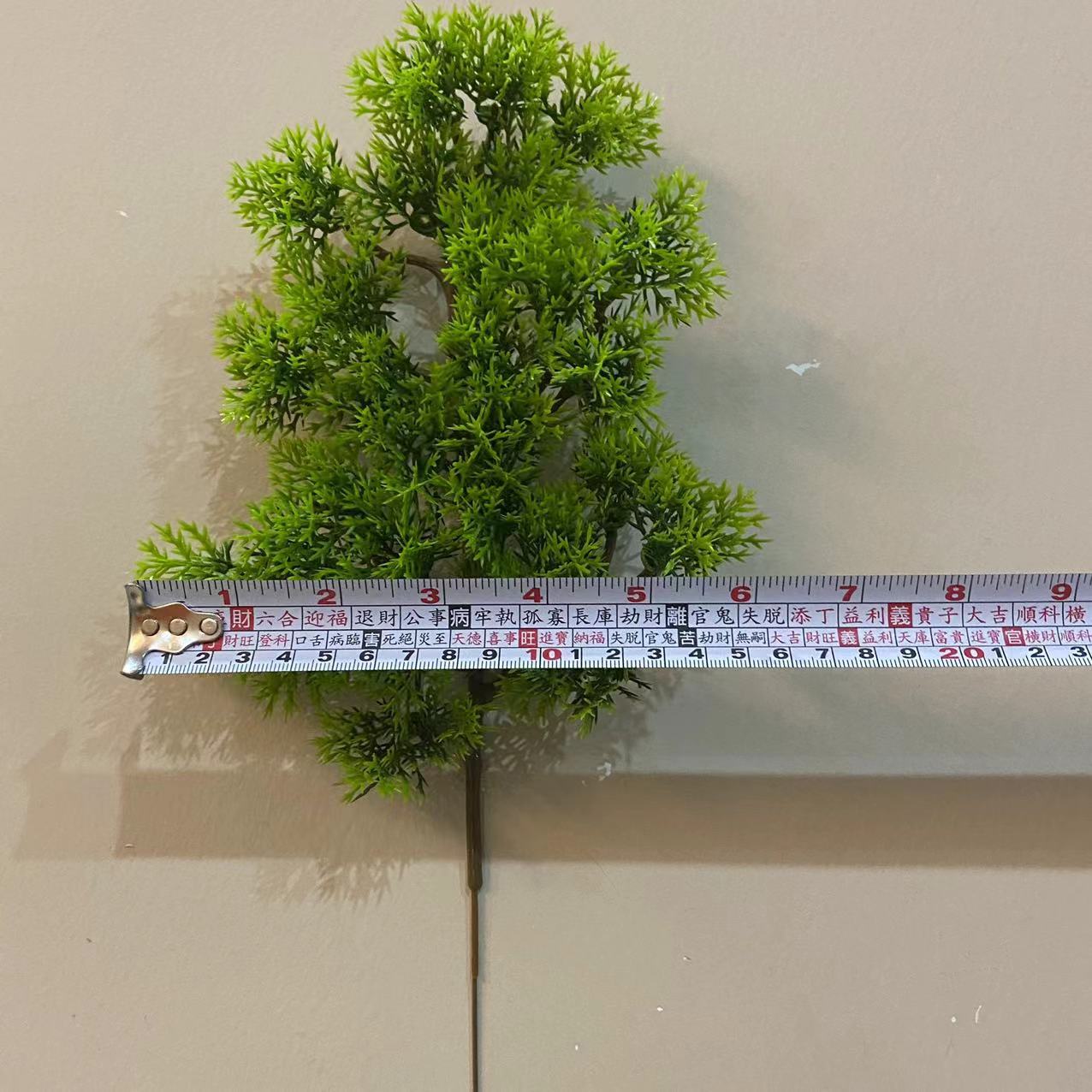 29头崖柏松